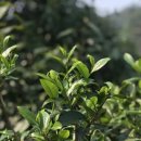 우전교역 | 조선의 기록에 나타난 보이차(普洱茶).