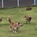 놀다가개유치원 이미지