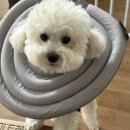 삐삐애견샵 | 🐶강아지 장난감 고를 때 꿀팁(바잇미 알콩땅콩 &amp; 캐치미터그 낚시대후기)