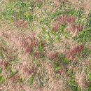 소금꽃정원 이미지