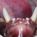 으뜸덴탈 이미지