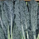 뉴그린농장 이미지