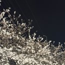 삼복가든 | [경남 창원] 밤에 방문하면 더 예쁜 카페, 야경 맛집 “커피산” 벚꽃 만개