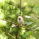 감성있개 이미지