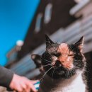 그루밍시즌 | 고양이 털갈이 시즌 필수템 추천 – 털관리 루틴 완전정복