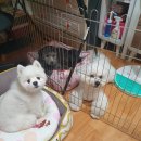 DOG LOVE WITH 란 이미지