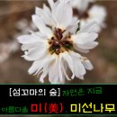 아름다울미