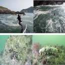 바다목장 이미지