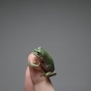 화이트환경