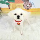 구름이 펫 미용샵 이미지