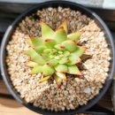 별따오기 이미지