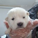온산로 이미지