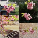 김유신 장군 사당 | 진천 길상사 겹벚꽃 4월 21일 개화 상황 주차부터 근처 카페까지 총정리