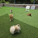 펫츠하우스 | 케어잘되는 양주애견유치원 추천! 펫츠하우스 애견유치원 등록후기^^