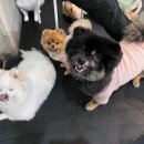 힐링독 반려견센터 이미지