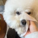 마스코타 펫 이미지