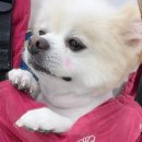[강아지산소캔] 산소정상 방송 시청 후기 이벤트 오픈!