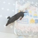 러블리펫텔 네이버블로그