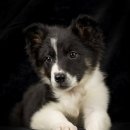 신반포로43길 30 | 서리펫 유기견 입양 후기, 책임 있는 선택의 시작