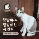 송주미피부미용전문 | 안산고양이미용 슈슈캣 안산점 노르웨이숲 고양이 밤이 첫 미용 후기