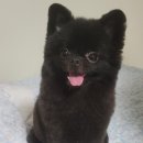 현애견미용실 이미지