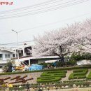 [온천천벚꽃축제/벚꽃축제] 부산의 아름다운 벚꽃 명소 "온천천시민공원" 이미지
