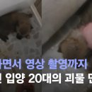 입양 유기견 굶기고 때린 상습 학대범 " 그러고 싶어 그랬다." 이미지