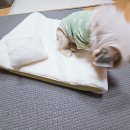 공존스토리 | 공존스토리 힐로우 강아지 쿠션 L사이즈 사용 후기 🐶✨꼬미찡이 두 마리도 넉넉하게!