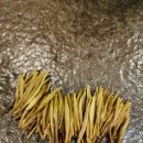 코스티(COSTI) 이미지