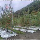 꽃피는산골민박 이미지