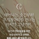 몽몽이애견미용 이미지