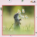 봄이 왔나 봄 이미지