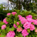 부산 수국 명소 가볼만한곳 녹산 고향 동산 실시간, 주차 및 추천 동선