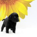 라페스타 동물병원 이미지