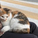 승한사료 이미지