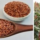 수수 티스토리