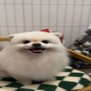 멍냥살롱 이미지