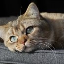 냥이의꿈 이미지