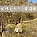 관고동-03 | 2024 경기도 이천 산수유마을 봄꽃 축제 서울 근교 여행 주차 준비물 먹거리 개화 정도
