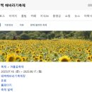 해바라기발전소 | 태백 구와우 해바라기 축제