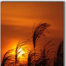 하늘공원 이미지