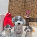 안다펫살롱 | 푸들 ‘겨울이’ 3mm 바디클리핑 &amp; 테디컷 미용 후기ㅣ안다펫살롱