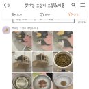 캣케밍 네이버블로그