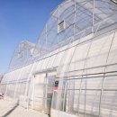 자유로농장 | 파주 아이와 딸기 따기 딸기체험 솜솜 딸기 내돈내산 솔직후기