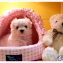 공주애견&BlackDog