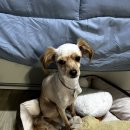 개이쁜냥 이미지