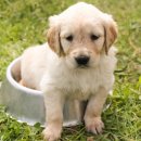 하얀강아지 이미지