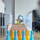 포멀독 반려견센터 이미지