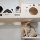 에브리캣 이미지