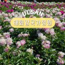2020 태화강 빛 축제 | 울산 피크닉 데이트코스 태화강 국가정원 산책로 양귀비 주차장